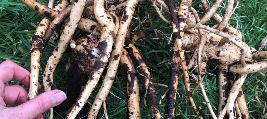 Elecampane Root