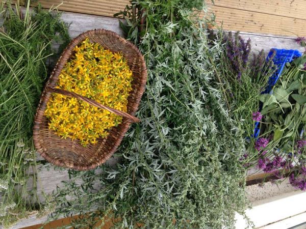 herbs-for-drying