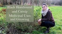 ballota-nigra Black Horehound Catnip Medicinal Uses and growing 