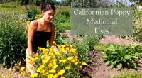 eschscholzia-californica-in-the-herb-garden