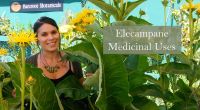 inula-helenium-elecampane medicinal uses