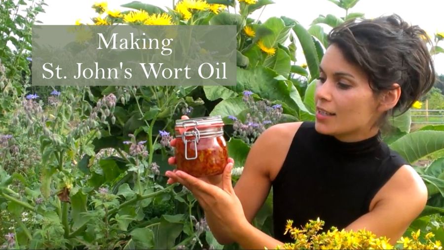 Making st-john-s-wort-oil for sciatica