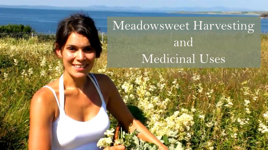 harvesting-meadowsweet-filipendula-ulmaria-to-make-herb