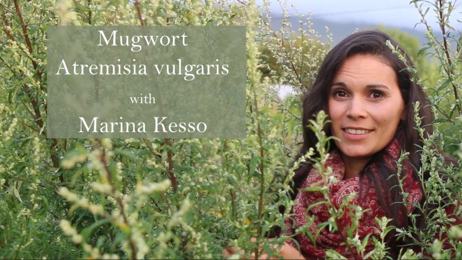 artemisia-vulgaris medicinal uses 