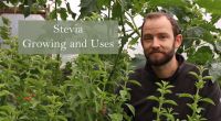stevia growing and uses