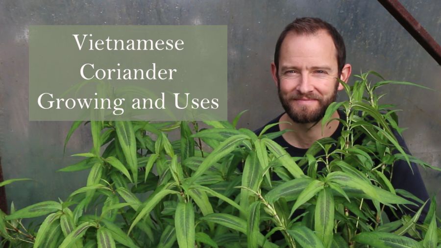 growing-vietnamese-coriander-in-ireland