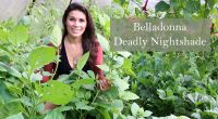 Bellandonna Deadly Nightshade Uses
