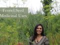 Fennel seed Medicinal uses