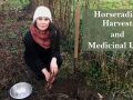 Horseradish Harvesting and Medicinal Uses
