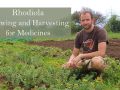 Growing Rhodiola for Medicine