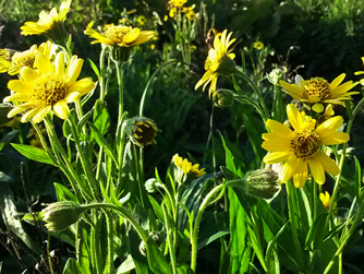 Arnica chamissonis plant for sale