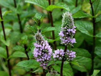 Mentha piperita Black Mitchums plant for sale