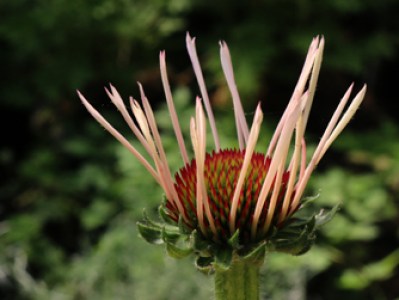Echinacea pallida plant for sale
