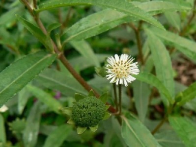 Myconturi Cordyceps Powder 250g