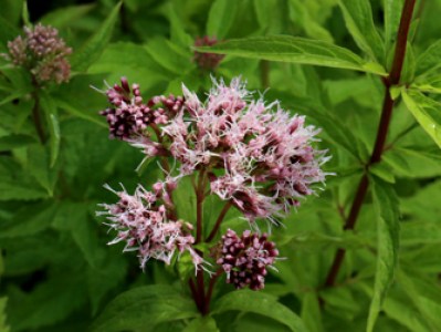 Eupatorium cannabinum plant for sale