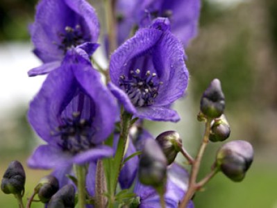 Aconite plant at Ivywood botanicals