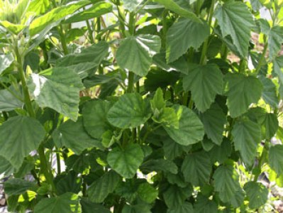Althaea officinalis plant