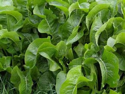 Amoracia rusticana Ivywood