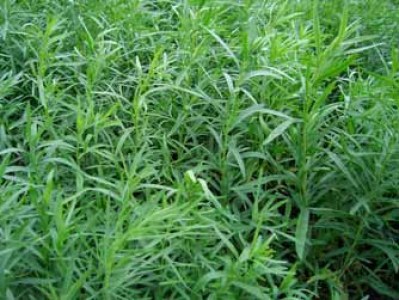 Tarragon plant at Ivywood
