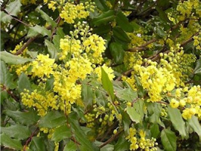 Berberis aquafolium at Ivywood
