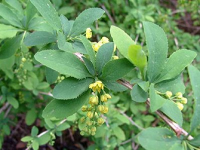Berberis vulgaris plant from Ivywood