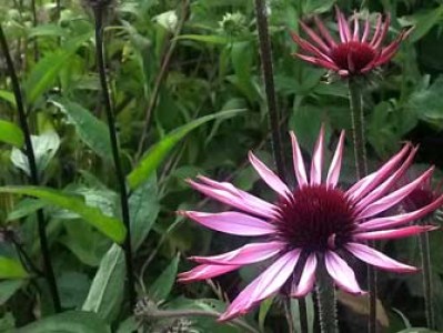 Echinacea angustifolia plant