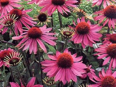 Echinacea purpurea plant at Ivywood