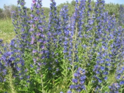 Echium vulgare plant at Ivywood