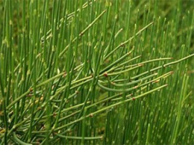 Ephedra plants at Ivywood