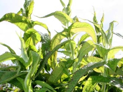 Eupatorium perfoliatum plant