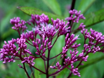 Eupatorium purpurea plant