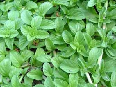 Mentha puelegium 