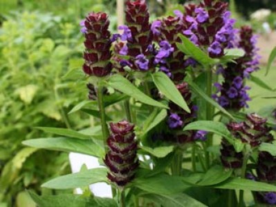 Prunella vulgaris plant