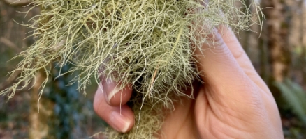 Rekindling The Wild Medicine Path – Plandaí Fiáine an Fhómhair ag Ivywood