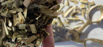 Rekindling The Wild Medicine Path – Plandaí Fiáine an Gheimhridh ag Ivywood